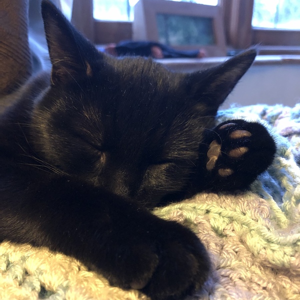 A warm woolly welcome to C2019! Chernobs ahoy!