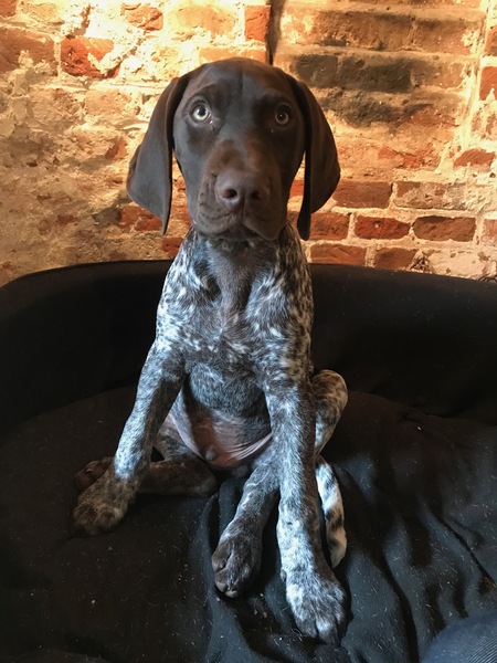 Any German Shorhaired Pointer owners??