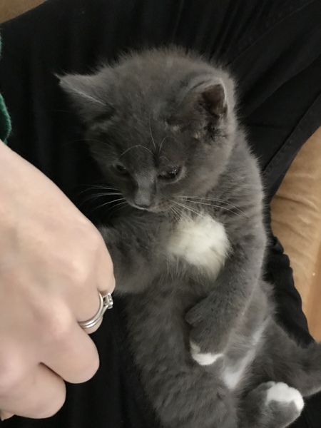 Anyone else's cats have personal space issues?