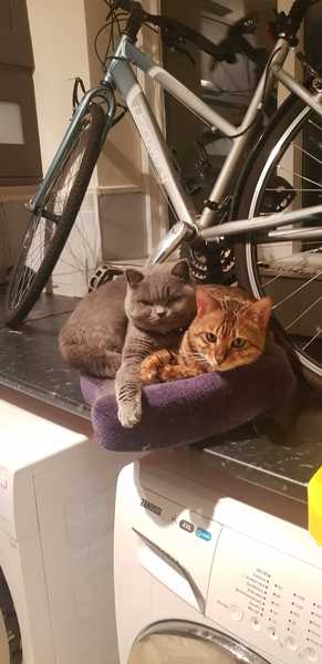 Mumsnet users share how their pet is part of the family with Animal Friends Insurance