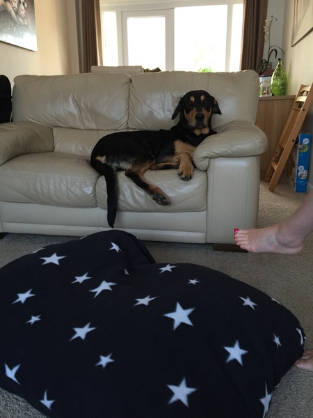 Dog sleeping in bedroom