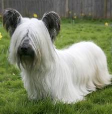 Share dog photos
