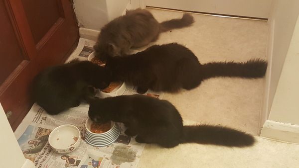 Moving from kitten food to 1year + cat food