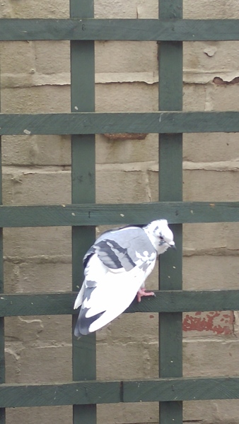 injured or stuck bird