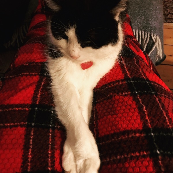 sleeping kitty