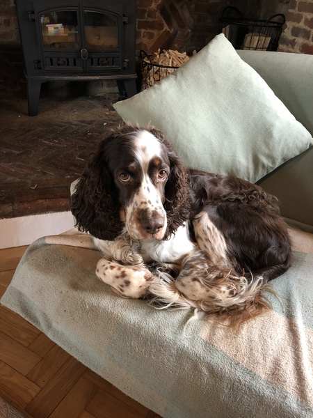 Can we have a pet photo thread? All welcome, furry, scaly, winged and more!