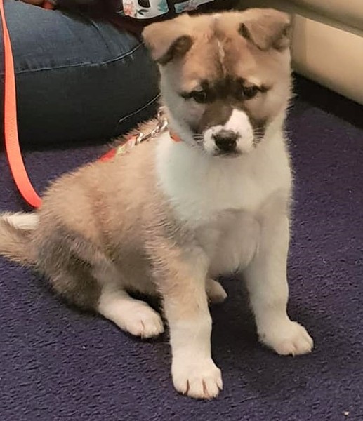 Puppy support