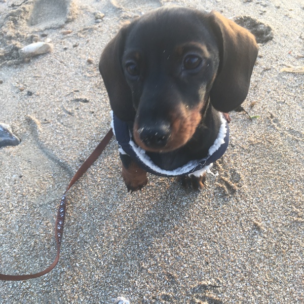 Puppy support