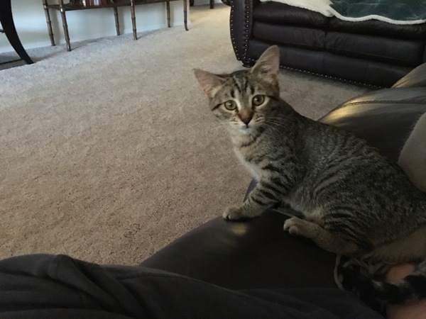 New kitten owner