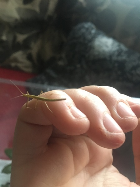 Can we have a pet photo thread? All welcome, furry, scaly, winged and more!