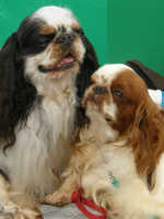 Owners of King Charles spaniels- advice please