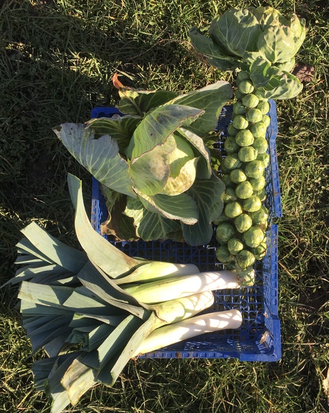 Allotment?Veg Patch Thread 13! Are we weathering the weather?