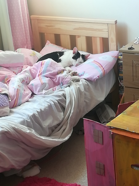 Our lovely cat has been run over and killed. How do I tell the kids? :(