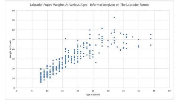 8 week old Labrador weighing 3kg?