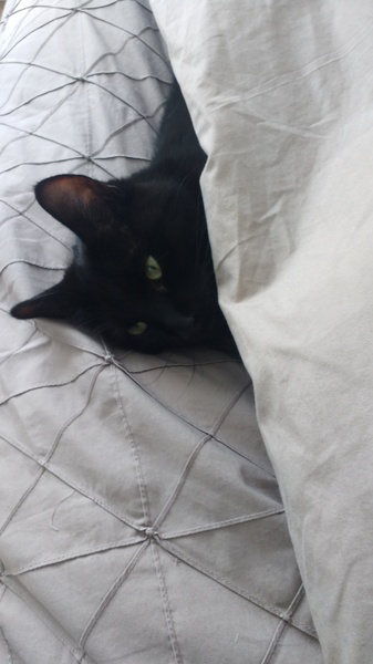 My weirdy kitty