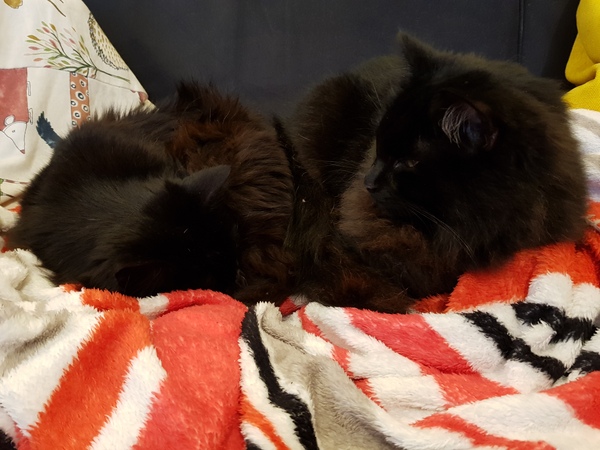What's your DCat up to today? (Thread 7!)