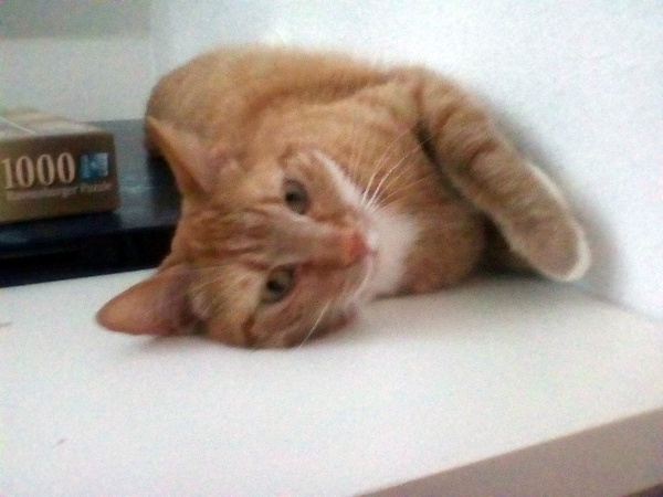 Handsome Harry