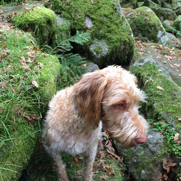 What breed of a dog is this?