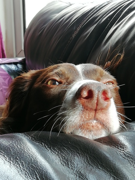 Can we have a pet photo thread? All welcome, furry, scaly, winged and more!