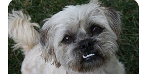 What breed is she?