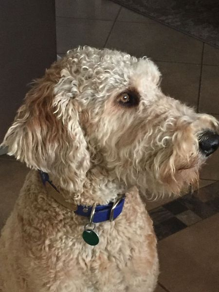 What breed of a dog is this?