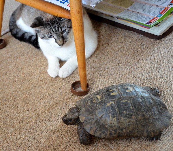It’s a flipping tortoise!