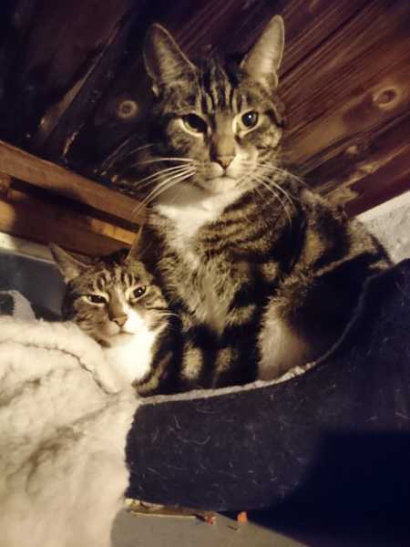 New kitten owner