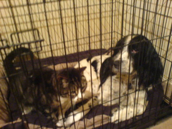 Dog sleeping in bedroom