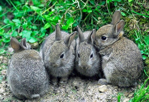 Can outdoor bunnies be as happy as indoor ones?