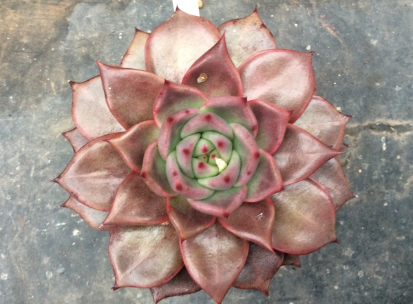 So what is this lovely red succulent (??) in my turtle?