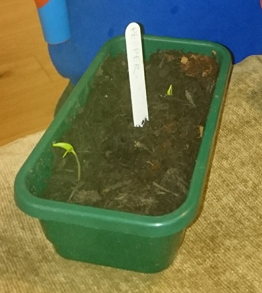 Allotment?Veg Patch Thread 13! Are we weathering the weather?