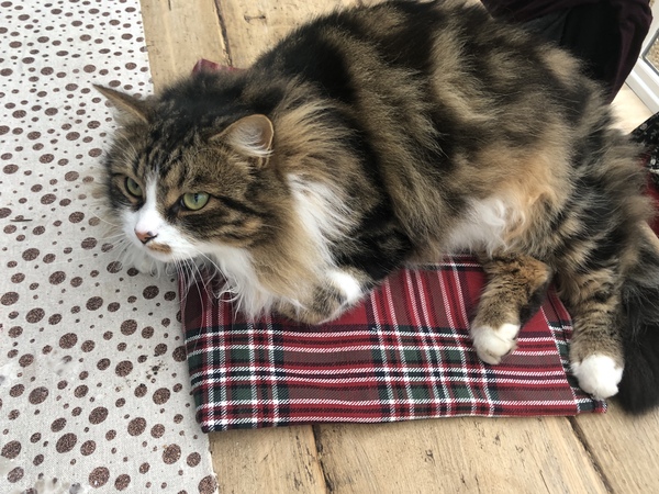 What's your DCat up to today? (Thread 7!)
