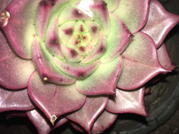 So what is this lovely red succulent (??) in my turtle?