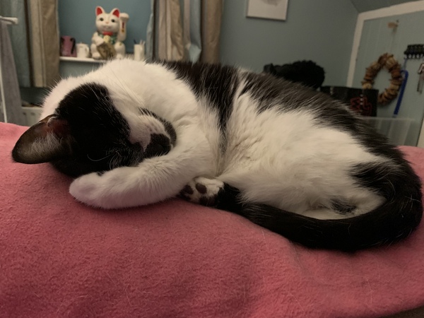 sleeping kitty