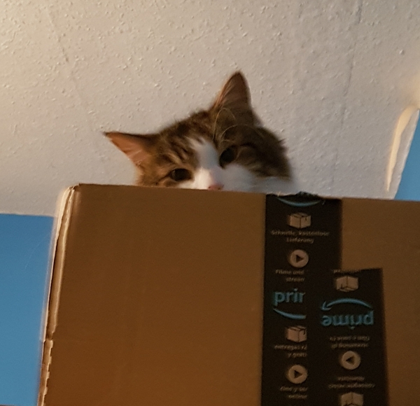Can we have a pet photo thread? All welcome, furry, scaly, winged and more!