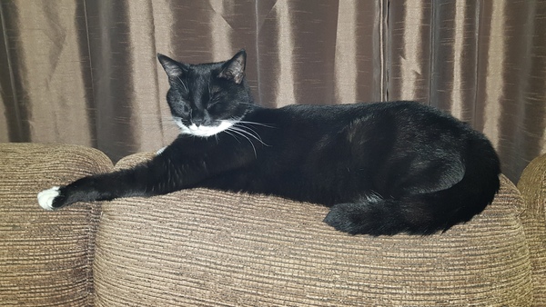 Tell My Cat Slaves What My Name Is (Pic)