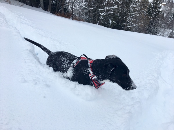 General Dog Chat 4