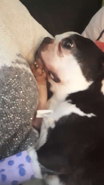 Dog PTS unsupportive partner :(