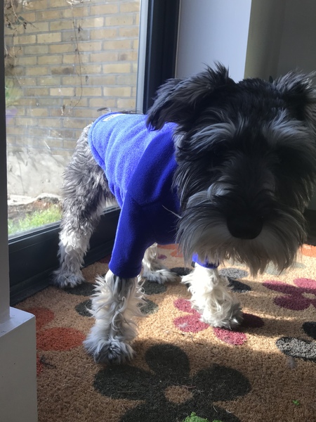 Puppy won't move with coat on