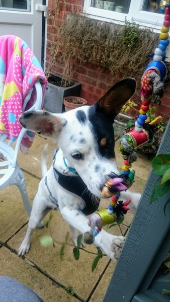 Adopting Spanish puppy