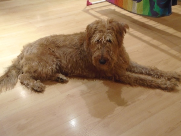 What breed of a dog is this?