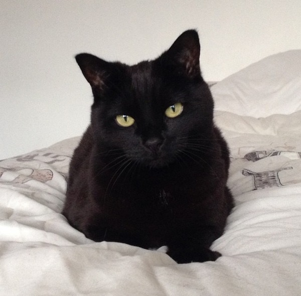Can we have a pet photo thread? All welcome, furry, scaly, winged and more!