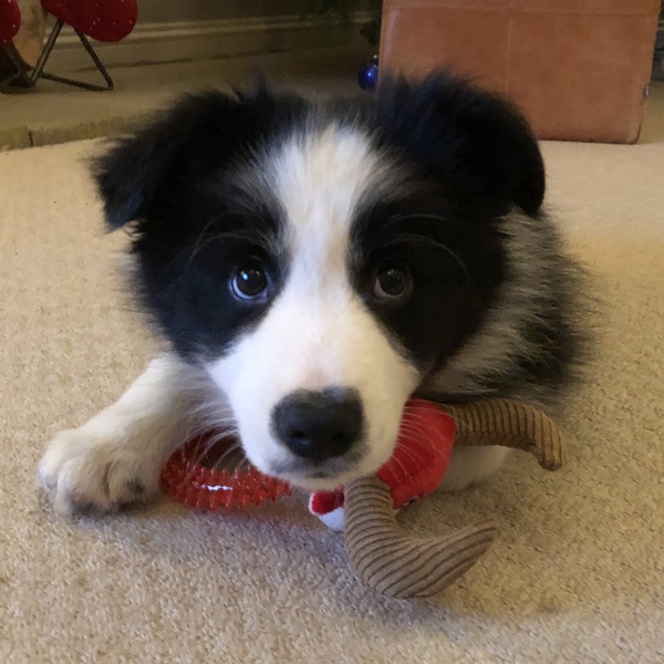 New Border Collie Puppy - Much excitement and need name!