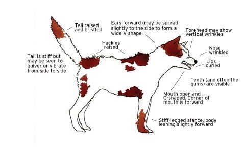Dog becoming reactive to other dogs