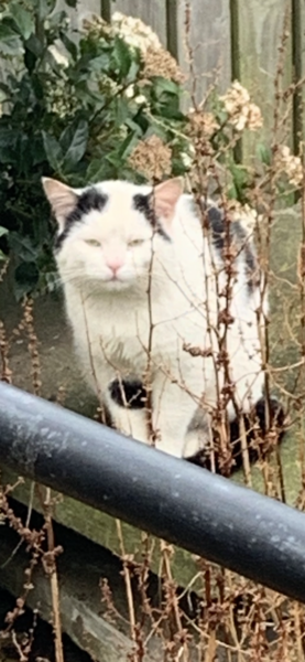 Fellow accidental cat owners, how did you end up with yours