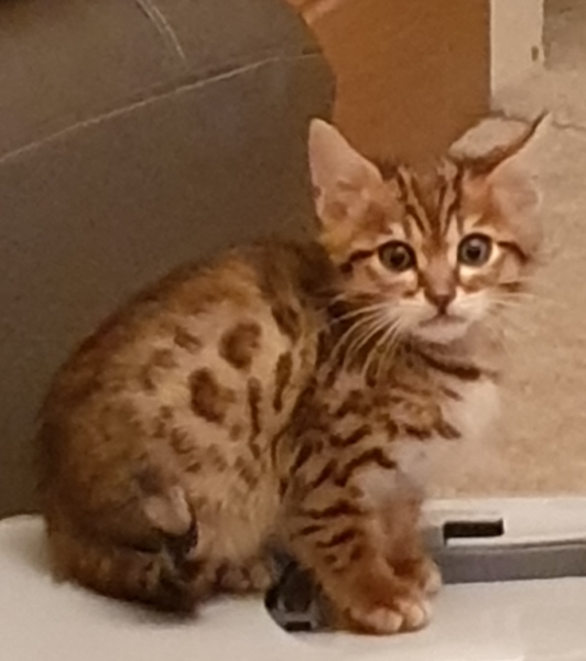 New kitten