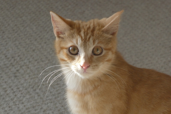 Handsome Harry