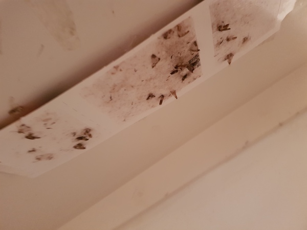 To think my landlady should compensate me - Clothes moths