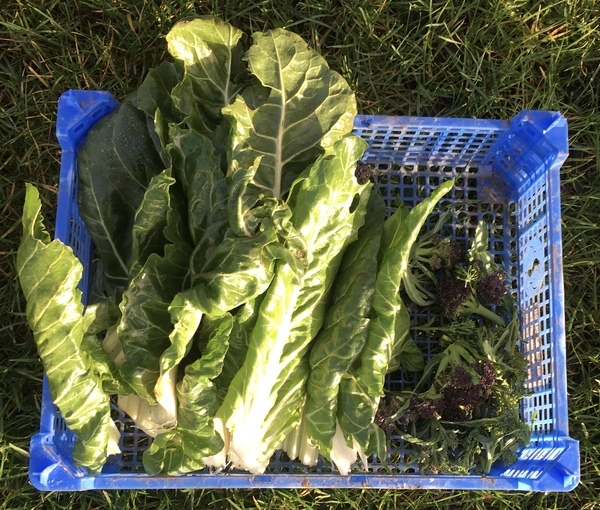 Allotment?Veg Patch Thread 13! Are we weathering the weather?