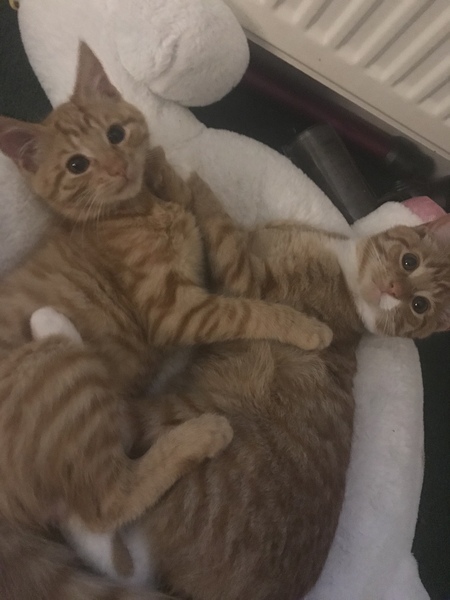 One or two kittens in our circs?